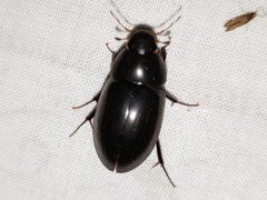 Hydrobiomorpha casta by (c) Arturo Santos, some rights reserved (CC BY), uploaded by Arturo Santos. Used under a CC-BY license.