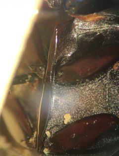 Hydrochara occulta by (c) Matthew Pintar, some rights reserved (CC BY), uploaded by Matthew Pintar. Used under a CC-BY license.