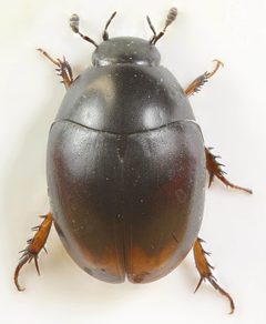Sphaeridium bipustulatum by (c) janet graham, some rights reserved (CC BY). Used under a CC-BY license.