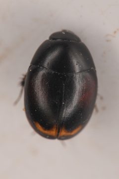 Sphaeridium bipustulatum by (c) Trevor Van Loon, some rights reserved (CC BY), uploaded by Trevor Van Loon. Used under a CC-BY license.