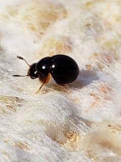 Agathidium oniscoides by (c) Mark Richman, some rights reserved (CC BY), uploaded by Mark Richman. Used under a CC-BY license.
