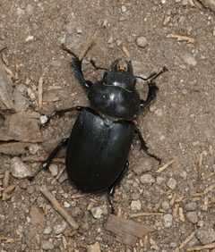 Lucanus mazama by (c) Wendy McCrady, some rights reserved (CC BY), uploaded by Wendy McCrady. Used under a CC-BY license.