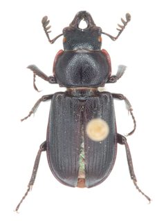 Platycerus marginalis by no rights reserved, uploaded by Robbie Hannawacker. Used under a CC0 license.