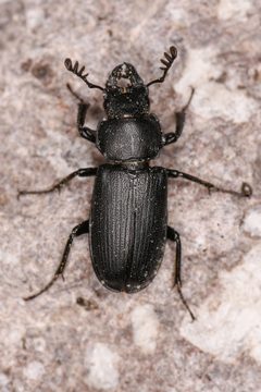 Platycerus marginalis by (c) Trevor Van Loon, some rights reserved (CC BY), uploaded by Trevor Van Loon. Used under a CC-BY license.