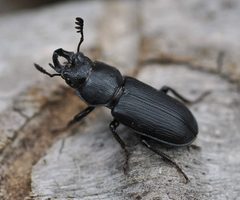 Platycerus marginalis by (c) Wendy McCrady, some rights reserved (CC BY), uploaded by Wendy McCrady. Used under a CC-BY license.