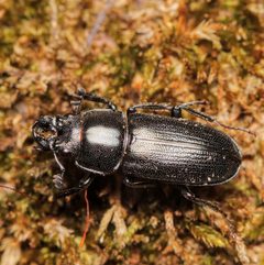 Platycerus quercus by (c) Adrienne van den Beemt, some rights reserved (CC BY), uploaded by Adrienne van den Beemt. Used under a CC-BY license.