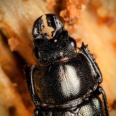 Platycerus quercus by (c) Adrienne van den Beemt, some rights reserved (CC BY), uploaded by Adrienne van den Beemt. Used under a CC-BY license.
