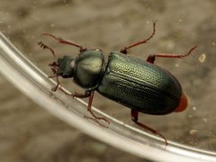 Platycerus quercus by (c) Katja Schulz, some rights reserved (CC BY), uploaded by Katja Schulz. Used under a CC-BY license.