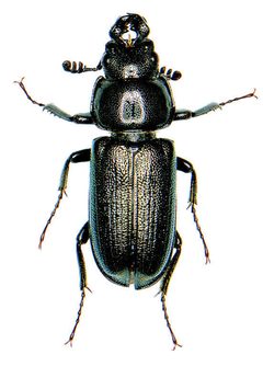 Platycerus quercus by (c) Michael K. Oliver, some rights reserved (CC BY), uploaded by Michael K. Oliver. Used under a CC-BY license.