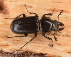 Platycerus quercus by (c) skitterbug, some rights reserved (CC BY), uploaded by skitterbug. Used under a CC-BY license.