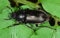 Platyceroides by (c) Don Loarie, some rights reserved (CC BY). Used under a CC-BY license.