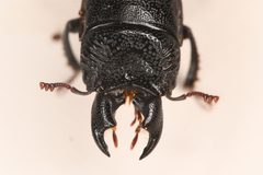 Ceruchus by (c) Trevor Van Loon, some rights reserved (CC BY), uploaded by Trevor Van Loon. Used under a CC-BY license.