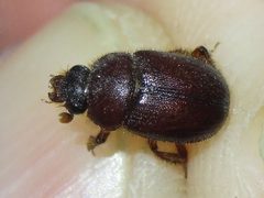Parochodaeus pectoralis by (c) Sam Kieschnick, some rights reserved (CC BY), uploaded by Sam Kieschnick. Used under a CC-BY license.