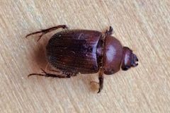 Xenochodaeus ulkei by (c) Syd Cannings, some rights reserved (CC BY), uploaded by Syd Cannings. Used under a CC-BY license.