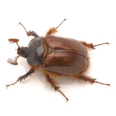 Pleocoma simi by (c) Koji Shiraiwa, some rights reserved (CC BY), uploaded by Koji Shiraiwa. Used under a CC-BY license.