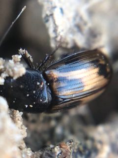 Chilothorax by (c) Jared Shorma, some rights reserved (CC BY), uploaded by Jared Shorma. Used under a CC-BY license.