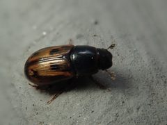 Chilothorax by (c) Alexis Tinker-Tsavalas, some rights reserved (CC BY), uploaded by Alexis Tinker-Tsavalas. Used under a CC-BY license.