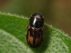 Chilothorax by (c) Alexis Tinker-Tsavalas, some rights reserved (CC BY), uploaded by Alexis Tinker-Tsavalas. Used under a CC-BY license.