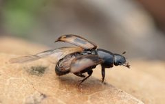 Chilothorax by (c) Иван Пристрем, some rights reserved (CC BY), uploaded by Иван Пристрем. Used under a CC-BY license.