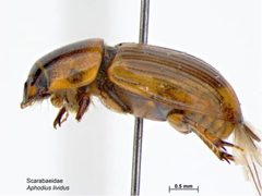 Labarrus lividus by (c) Caroline Harding, MAF, some rights reserved (CC BY). Used under a CC-BY license.