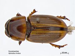 Labarrus lividus by (c) Caroline Harding, MAF, some rights reserved (CC BY). Used under a CC-BY license.