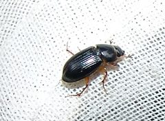 Pseudagolius bicolor by (c) Gordon C. Snelling, some rights reserved (CC BY), uploaded by Gordon C. Snelling. Used under a CC-BY license.