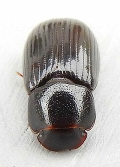 Stenotothorax badipes by (c) jimeckert49, some rights reserved (CC BY). Used under a CC-BY license.