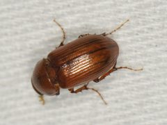 Tetraclipeoides anomaliceps by (c) Elliott Gordon, some rights reserved (CC BY), uploaded by Elliott Gordon. Used under a CC-BY license.