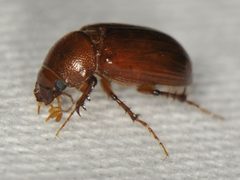 Tetraclipeoides anomaliceps by (c) Elliott Gordon, some rights reserved (CC BY), uploaded by Elliott Gordon. Used under a CC-BY license.