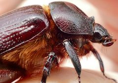 Orizabus by no rights reserved, uploaded by Jim. Used under a CC0 license.