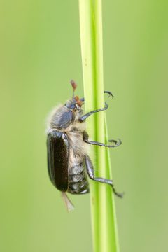 Amphimallon by (c) Thierry Arbault, some rights reserved (CC BY), uploaded by Thierry Arbault. Used under a CC-BY license.