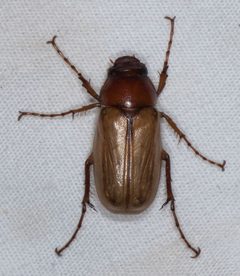 Listrochelus flavipennis by (c) Don Loarie, some rights reserved (CC BY), uploaded by Don Loarie. Used under a CC-BY license.