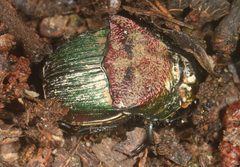 Phanaeus by (c) Judy Gallagher, some rights reserved (CC BY). Used under a CC-BY license.