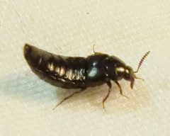 Aleochara lata by no rights reserved, uploaded by Ken Kneidel. Used under a CC0 license.
