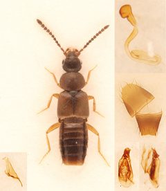 Atheta capsularis by no rights reserved, uploaded by Nick Bédard. Used under a CC0 license.