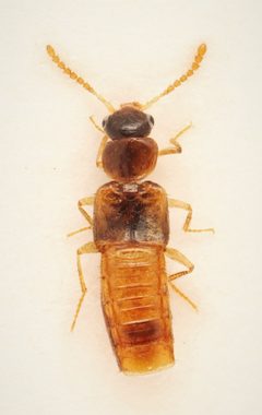 Gyrophaena fuscicollis by no rights reserved, uploaded by Nick Bédard. Used under a CC0 license.