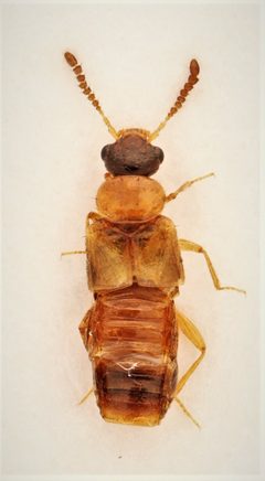 Gyrophaena nanoides by no rights reserved, uploaded by Nick Bédard. Used under a CC0 license.