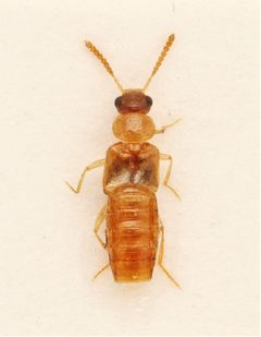 Gyrophaena stroheckeri by no rights reserved, uploaded by Nick Bédard. Used under a CC0 license.