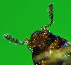 Hypocyphtini by (c) carnifex, some rights reserved (CC BY), uploaded by carnifex. Used under a CC-BY license.