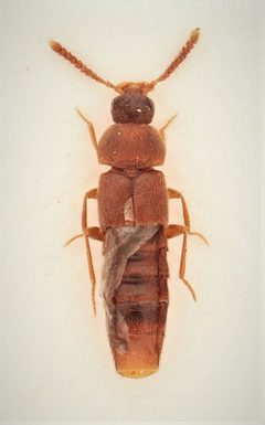 Dexiogyia angustiventris by no rights reserved, uploaded by Nick Bédard. Used under a CC0 license.