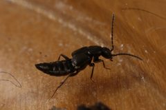 Tachyusini by (c) Donald Hobern, some rights reserved (CC BY). Used under a CC-BY license.