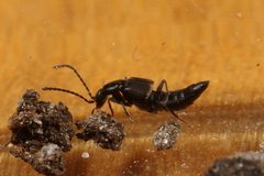 Tachyusini by (c) Donald Hobern, some rights reserved (CC BY). Used under a CC-BY license.