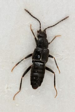 Tachyusini by (c) Donald Hobern, some rights reserved (CC BY). Used under a CC-BY license.