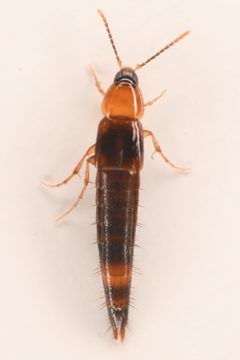 Ischnosoma pictum by (c) Trevor Van Loon, some rights reserved (CC BY), uploaded by Trevor Van Loon. Used under a CC-BY license.