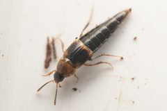Mycetoporus neotomae by (c) Trevor Van Loon, some rights reserved (CC BY), uploaded by Trevor Van Loon. Used under a CC-BY license.