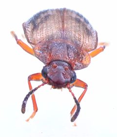 Deinopteroloma subcostatum by no rights reserved, uploaded by Mike Palmer. Used under a CC0 license.