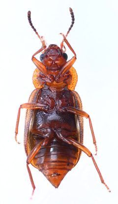 Deinopteroloma subcostatum by no rights reserved, uploaded by Mike Palmer. Used under a CC0 license.