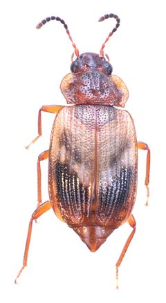Deinopteroloma subcostatum by no rights reserved, uploaded by Mike Palmer. Used under a CC0 license.