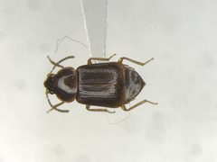 Olophrum obtectum by no rights reserved, uploaded by Nick Bédard. Used under a CC0 license.