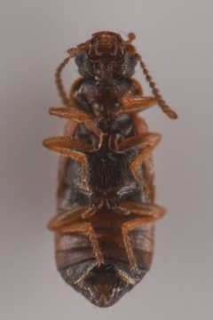 Subhaida ingrata by (c) Trevor Van Loon, some rights reserved (CC BY), uploaded by Trevor Van Loon. Used under a CC-BY license.